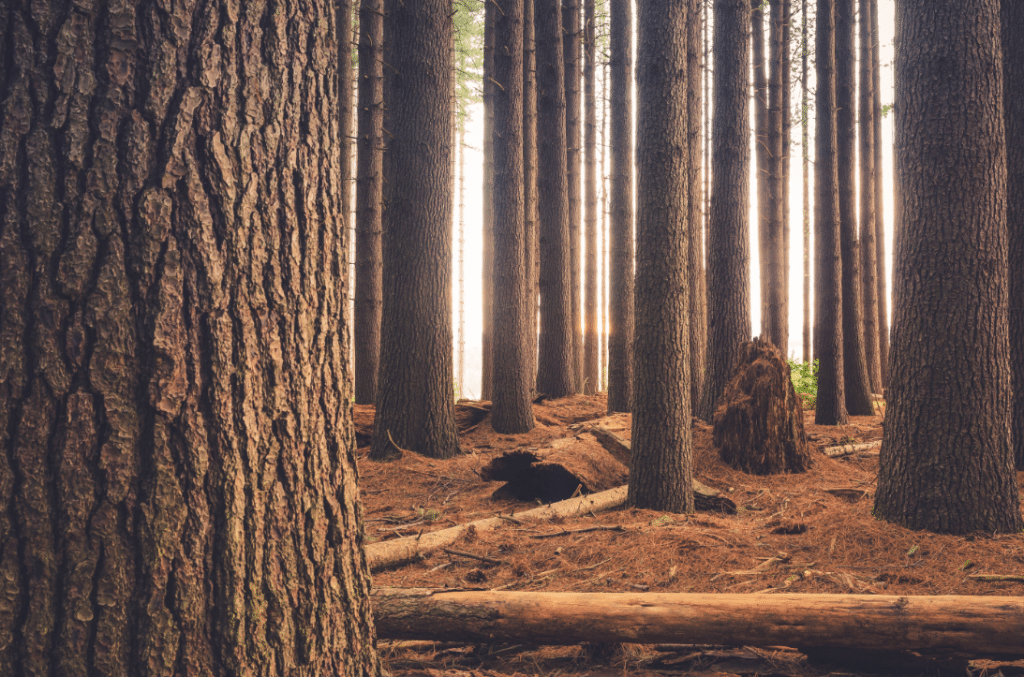 Zoom sur les troncs d'arbre d'une forêt