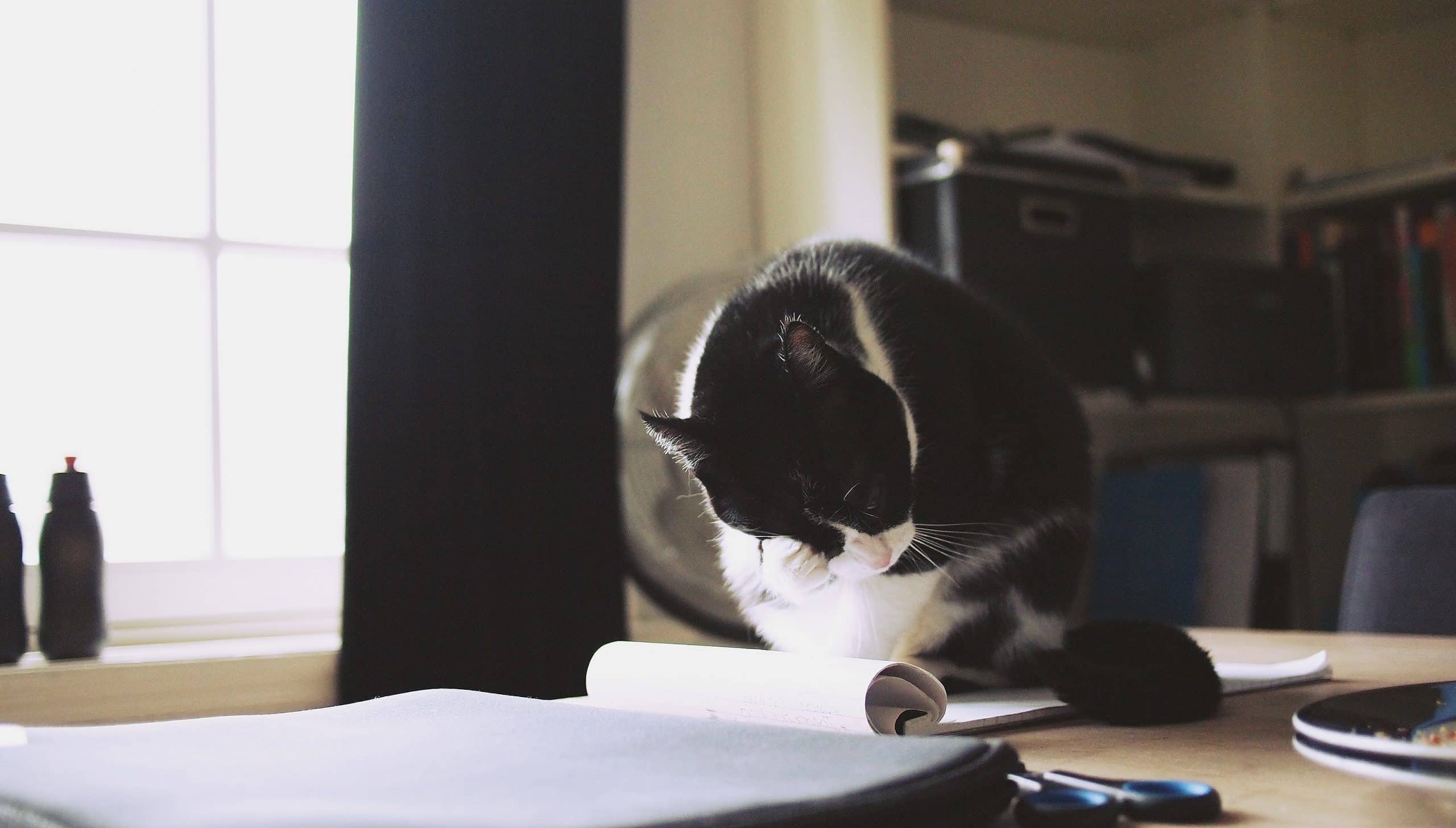 Un chat dans un bureau