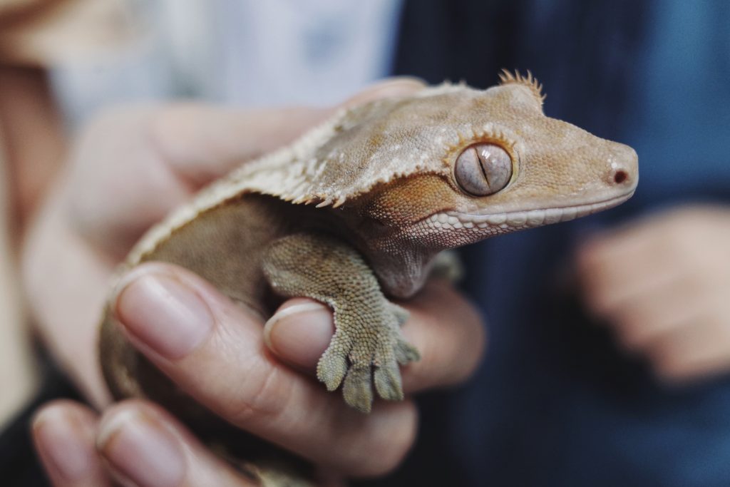 Un gecko léopard