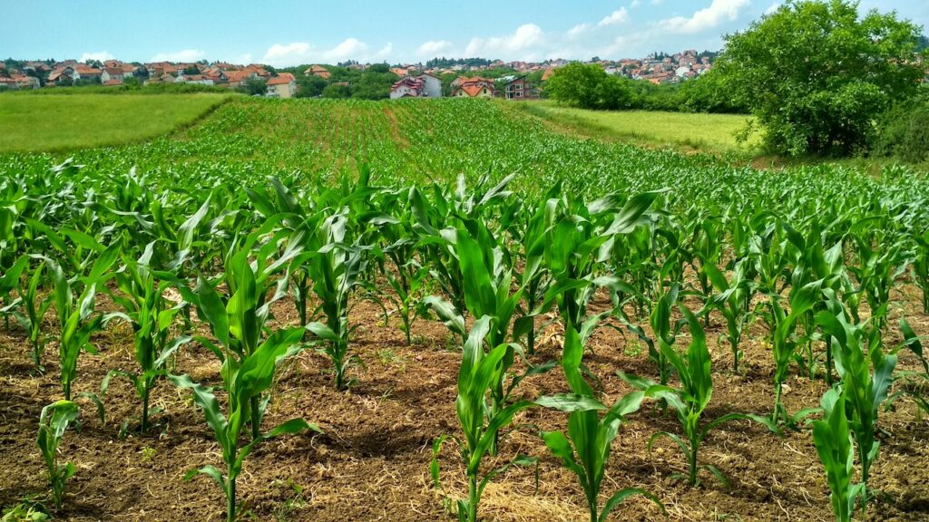 Agriculteurs : comment bien choisir vos produits phytosanitaires ?